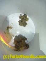 /home//u458753944/public_html/sourcegallery//////Roxborough Toad Detour/2013-2019/2014/2014-04-02/P1140889.JPG